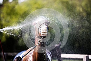 Bath time for the Horse