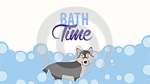 bath time lettering animation with siberian husky in foam