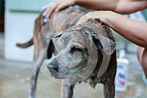 Bath time for pet