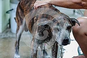 Bath time for pet