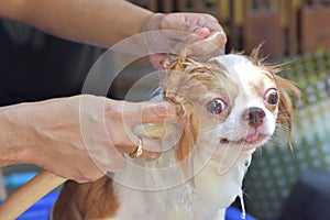 Bath time for small Chihuahua dog