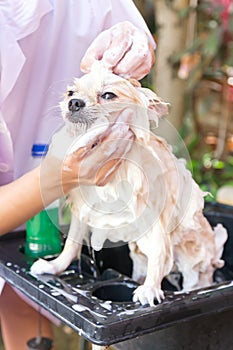 Bath time for white pomeranian shower