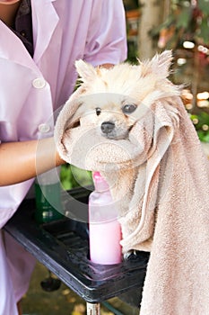 Bath time for white pomeranian shower