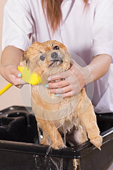 Bath time with white pomeranian shower grooming