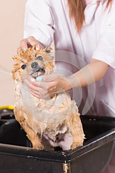 Bath time with white pomeranian shower grooming