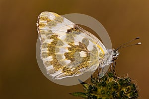 Bath White butterfly