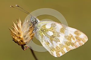 Bath white butterfly / Pontia daplidice