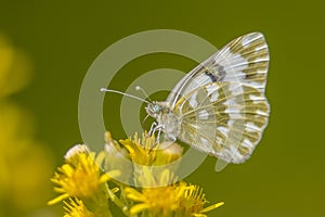 Bath white with green background