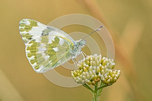 The bath white Pontia daplidice in Czech Republic