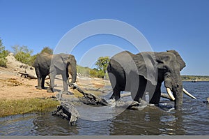 A bathe in Chobe river