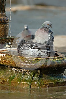 Bathe in Fountain