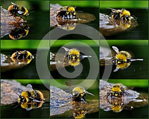 The bather bumblebee