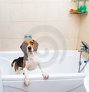 Bathing of the american beagle. Dog taking a bubble bath. Grooming dog