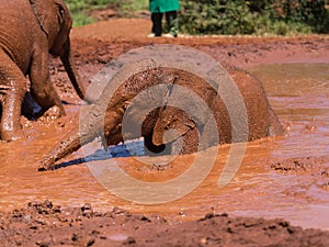 Bathing baby elephant