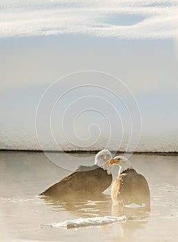 Bathing Bald eagles