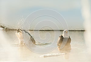 Bathing Bald eagles