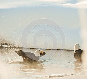 Bathing Bald eagles