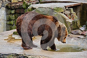 Bathing a big brown bear.