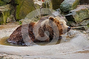 Bathing a big brown bear.