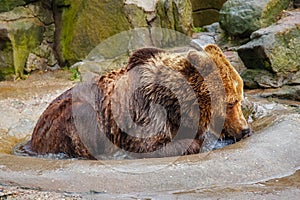 Bathing a big brown bear.