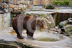 Bathing a big brown bear.