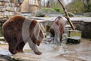 Bathing a big brown bears.