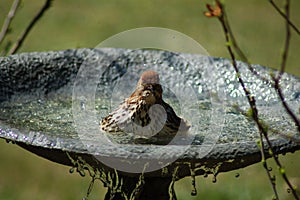 Bathing Bird