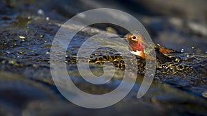 Bathing Bird