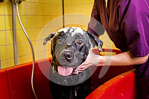 Bathing of the black Labrador Retriever dog. Happiness dog taking a bubble bath