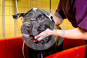 Bathing of the black Labrador Retriever dog. Happiness dog taking a bubble bath