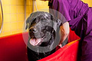 Bathing of the black Labrador Retriever dog. Happiness dog taking a bubble bath