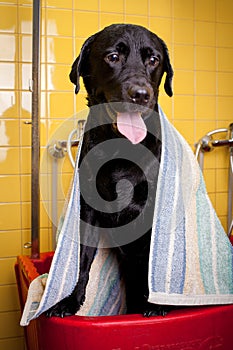 Bathing of the black Labrador Retriever dog. Happiness dog taking a bubble bath