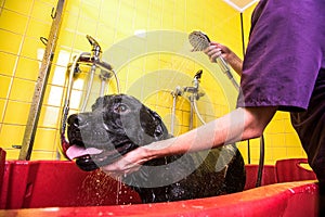 Bathing of the black Labrador Retriever dog. Happiness dog taking a bubble bath