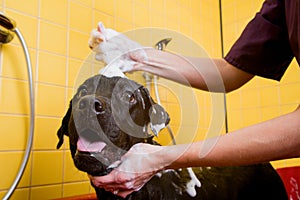 Bathing of the black Labrador Retriever dog. Happiness dog taking a bubble bath