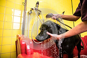 Bathing of the black Labrador Retriever dog. Happiness dog taking a bubble bath