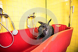 Bathing of the black Labrador Retriever dog. Happiness dog taking a bubble bath