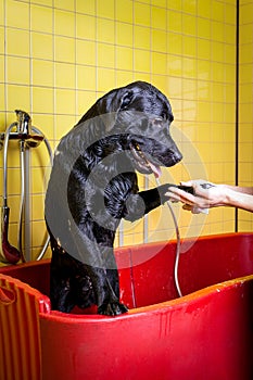 Bathing of the black Labrador Retriever dog. Happiness dog taking a bubble bath