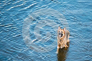 Bathing In Blue River Lake Water Alsatian Wolf Dog. Deutscher,