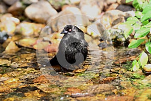 Bathing Bronzed Cowbird