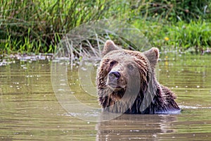 Bathing brown bear