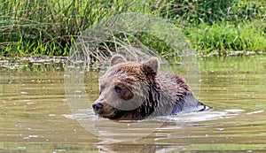 Bathing brown bear