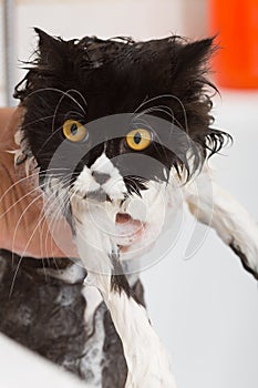 Bathing a cat