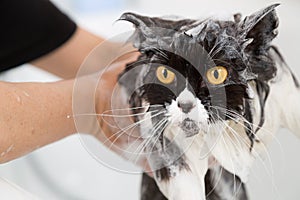 Bathing a cat