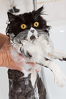 Bathing a cat