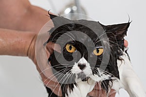 Bathing a cat