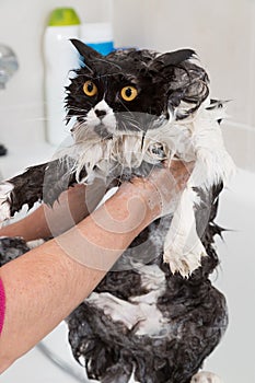 Bathing a cat
