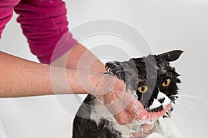 Bathing a cat