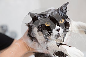 Bathing a cat