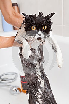 Bathing a cat