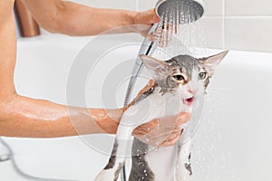 Bathing a cat